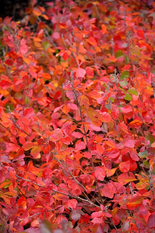 Gro-Low Fragrant Sumac (Rhus Aromatica) - 1 Gallon Pot 6 Gro-Low Fragrant Sumac (Rhus Aromatica) - 1 Gallon Pot - Image 6