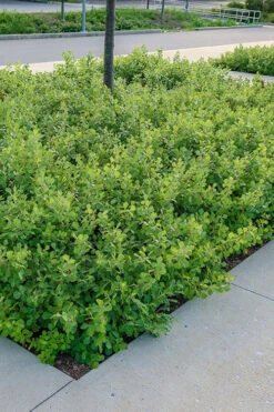 Gro-Low Fragrant Sumac (Rhus Aromatica) - 1 Gallon Pot 12 Gro-Low Fragrant Sumac (Rhus Aromatica) - 1 Gallon Pot -Wilson Bros Gardens rhus aromatica gro low fragrant sumac 2