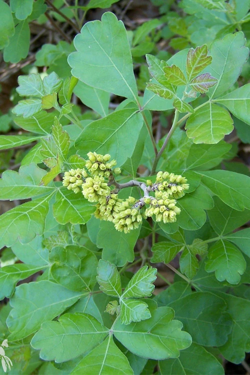Gro-Low Fragrant Sumac (Rhus Aromatica) - 1 Gallon Pot 7 Gro-Low Fragrant Sumac (Rhus Aromatica) - 1 Gallon Pot - Image 7