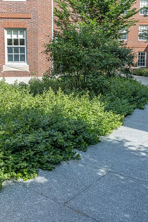 Gro-Low Fragrant Sumac (Rhus Aromatica) - 1 Gallon Pot 8 Gro-Low Fragrant Sumac (Rhus Aromatica) - 1 Gallon Pot - Image 8