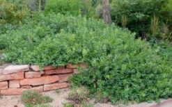 Gro-Low Fragrant Sumac (Rhus Aromatica) - 1 Gallon Pot 13 Gro-Low Fragrant Sumac (Rhus Aromatica) - 1 Gallon Pot -Wilson Bros Gardens rhus aromatica gro low fragrant sumac 5