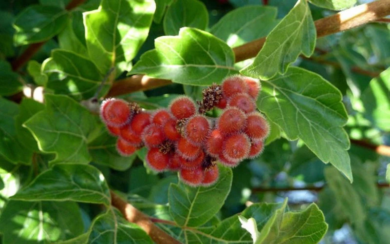 Gro-Low Fragrant Sumac (Rhus Aromatica) - 1 Gallon Pot 9 Gro-Low Fragrant Sumac (Rhus Aromatica) - 1 Gallon Pot - Image 9