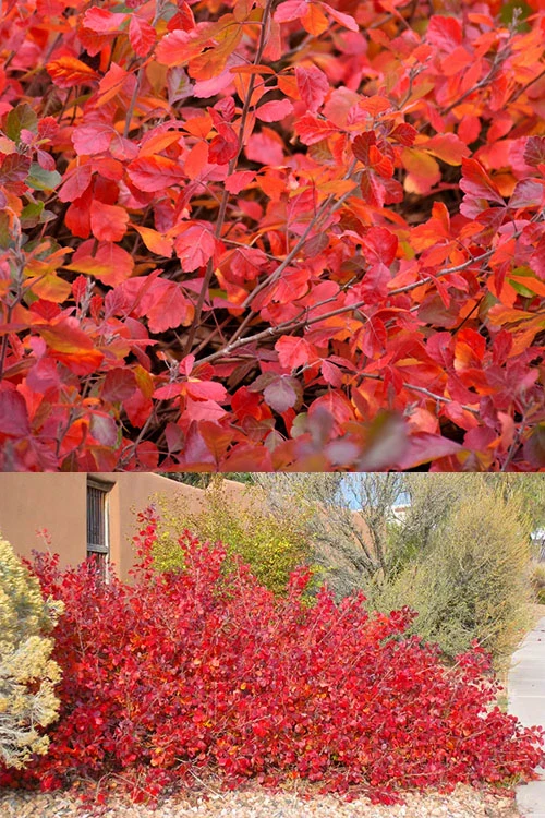 Gro-Low Fragrant Sumac (Rhus Aromatica) - 1 Gallon Pot 1 Gro-Low Fragrant Sumac (Rhus Aromatica) - 1 Gallon Pot