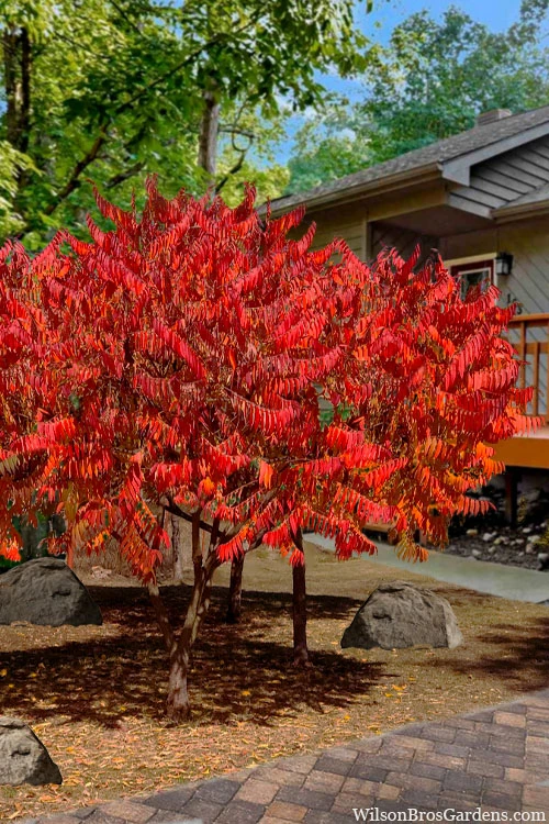 Staghorn Sumac (Rhus Typhina) - 3 Gallon Pot 5 Staghorn Sumac (Rhus Typhina) - 3 Gallon Pot - Image 5