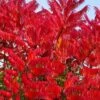 Staghorn Sumac (Rhus Typhina) - 3 Gallon Pot