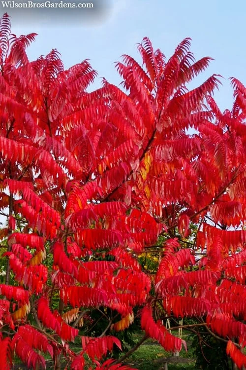 Staghorn Sumac (Rhus Typhina) - 3 Gallon Pot 1 Staghorn Sumac (Rhus Typhina) - 3 Gallon Pot