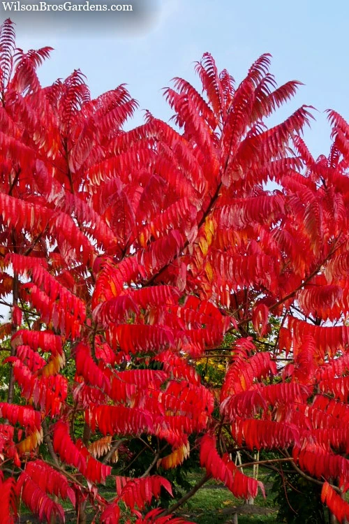 Staghorn Sumac (Rhus Typhina) - 3 Gallon Pot 1 Staghorn Sumac (Rhus Typhina) - 3 Gallon Pot