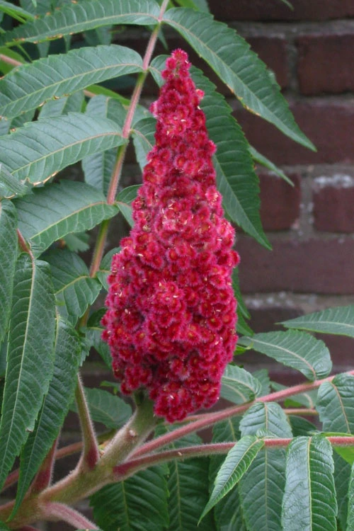 Staghorn Sumac (Rhus Typhina) - 1 Gallon Pot 7 Staghorn Sumac (Rhus Typhina) - 1 Gallon Pot - Image 7