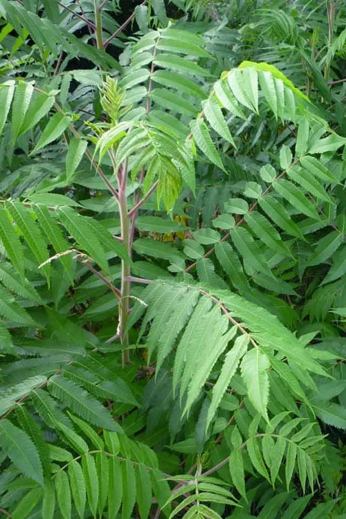 Staghorn Sumac (Rhus Typhina) - 3 Gallon Pot 6 Staghorn Sumac (Rhus Typhina) - 3 Gallon Pot - Image 6