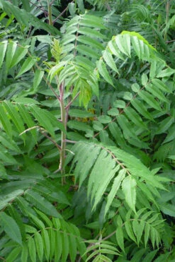 Staghorn Sumac (Rhus Typhina) - 1 Gallon Pot 13 Staghorn Sumac (Rhus Typhina) - 1 Gallon Pot -Wilson Bros Gardens rhus typhina staghorn sumac 3 2