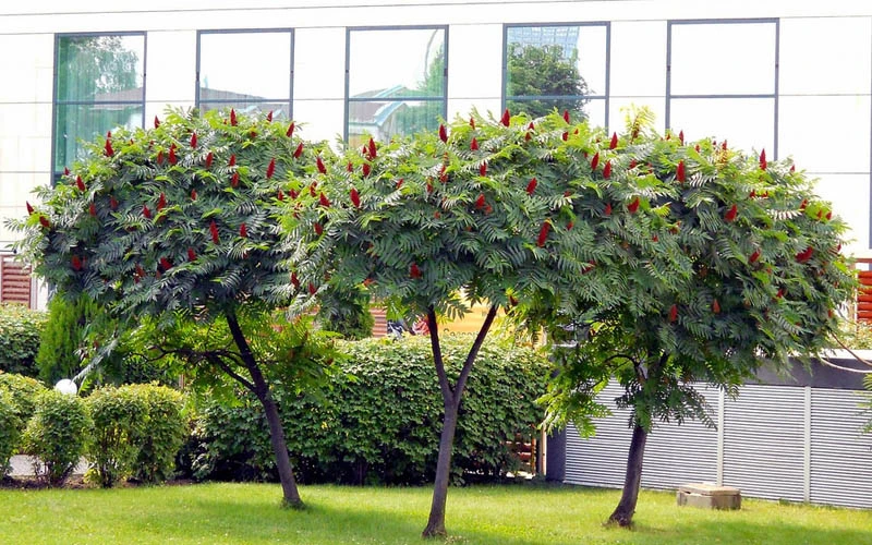 Staghorn Sumac (Rhus Typhina) - 1 Gallon Pot 4 Staghorn Sumac (Rhus Typhina) - 1 Gallon Pot - Image 4