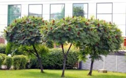 Staghorn Sumac (Rhus Typhina) - 1 Gallon Pot 11 Staghorn Sumac (Rhus Typhina) - 1 Gallon Pot -Wilson Bros Gardens rhus typhina staghorn sumac 5