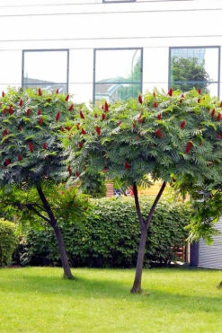 Staghorn Sumac (Rhus Typhina) - 3 Gallon Pot 15 Staghorn Sumac (Rhus Typhina) - 3 Gallon Pot -Wilson Bros Gardens rhus typhina staghorn sumac 7 3
