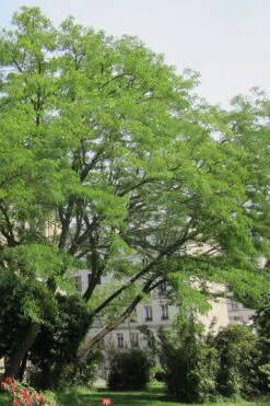 Black Locust Tree - 3 Gallon Pot 19 Black Locust Tree - 3 Gallon Pot -Wilson Bros Gardens robinia pseudoacacia black locust tree 10