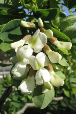 Twisty Baby Locust Tree (Single Trunk)- 7 Gallon Pot 6-7' 11 Twisty Baby Locust Tree (Single Trunk)- 7 Gallon Pot 6-7' -Wilson Bros Gardens robinia pseudoacacia lace20lady twisty baby locust tree 1