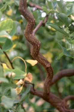 Twisty Baby Locust Tree (Single Trunk)- 7 Gallon Pot 6-7' 9 Twisty Baby Locust Tree (Single Trunk)- 7 Gallon Pot 6-7' -Wilson Bros Gardens robinia pseudoacacia lace20lady twisty baby locust tree 2