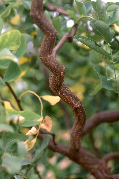 Twisty Baby Locust Tree (Single Trunk)- 7 Gallon Pot 6-7' 4 Twisty Baby Locust Tree (Single Trunk)- 7 Gallon Pot 6-7' - Image 4