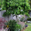 Twisty Baby Locust Tree (Single Trunk)- 7 Gallon Pot 6-7'