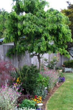 Twisty Baby Locust Tree (Single Trunk)- 7 Gallon Pot 6-7'