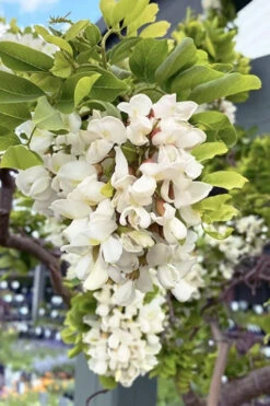 Twisty Baby Locust Tree (Single Trunk)- 7 Gallon Pot 6-7' 10 Twisty Baby Locust Tree (Single Trunk)- 7 Gallon Pot 6-7' -Wilson Bros Gardens robinia pseudoacacia lace20lady twisty baby locust tree 4