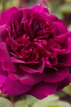 Darcey Bussell English Shrub Rose (David Austin) - 3 Gallon Pot -Wilson Bros Gardens rosa darcey bussell english shrub rose 1