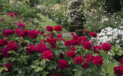 Darcey Bussell English Shrub Rose (David Austin) - 3 Gallon Pot -Wilson Bros Gardens rosa darcey bussell english shrub rose 4