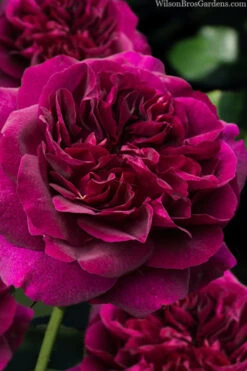Darcey Bussell English Shrub Rose (David Austin) - 3 Gallon Pot