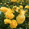 Julia Child Rose - 3 Gallon Pot