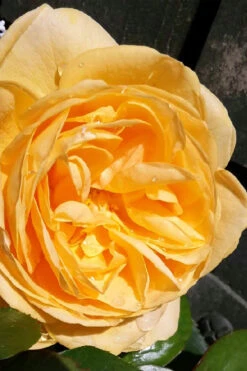 Julia Child Rose - 3 Gallon Pot -Wilson Bros Gardens rosa julia child rose 7