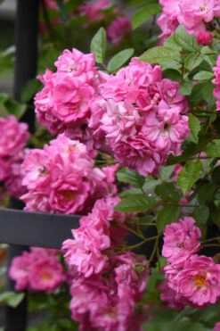 Peggy Martin Climbing Rose - 3 Gallon Pot -Wilson Bros Gardens rosa peggy martin climbing rose 10
