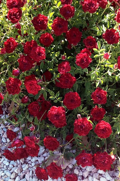 Red Cascade Miniature Climbing Rose - 2.5 Quart Pot 5 Red Cascade Miniature Climbing Rose - 2.5 Quart Pot - Image 5