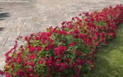 Red Drift Groundcover Rose - 2 Gallon Pot 12 Red Drift Groundcover Rose - 2 Gallon Pot -Wilson Bros Gardens rosa red drift dwarf rose 100 1