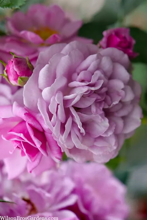 Rise Up 'Lilac Days' Rose - 2 Gallon Pot 4 Rise Up 'Lilac Days' Rose - 2 Gallon Pot - Image 4