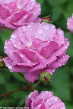 Rise Up 'Lilac Days' Rose - 2 Gallon Pot