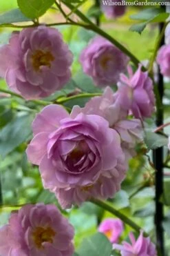 Rise Up 'Lilac Days' Rose - 2 Gallon Pot 13 Rise Up 'Lilac Days' Rose - 2 Gallon Pot -Wilson Bros Gardens rosa rise up lilac days rose 5