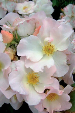 Sally Holmes Climbing Rose - 5 Gallon Pot -Wilson Bros Gardens rosa sally holmes climbing rose 2