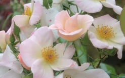 Sally Holmes Climbing Rose - 5 Gallon Pot -Wilson Bros Gardens rosa sally holmes climbing rose 7