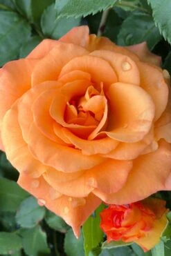 Sunorita Rose - 2 Gallon Pot -Wilson Bros Gardens rosa sunorita rose 3