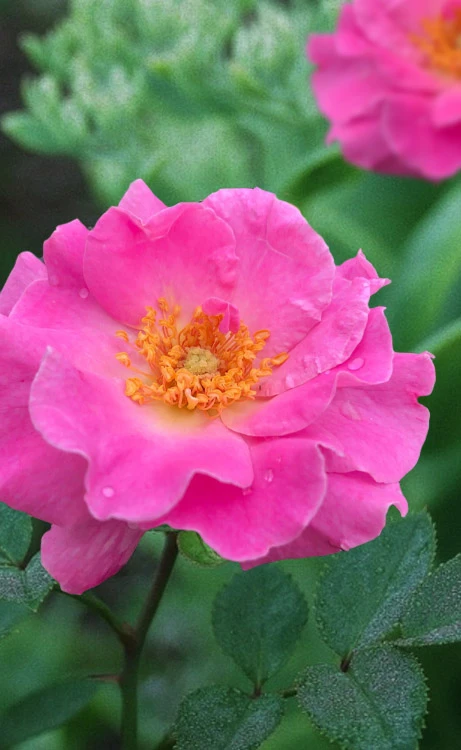Brindabella First Lady Shrub Rose - 1 Gallon Pot 1 Brindabella First Lady Shrub Rose - 1 Gallon Pot