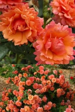 Easy Does It Rose - 3 Gallon Pot 10 Easy Does It Rose - 3 Gallon Pot -Wilson Bros Gardens rose cinco de mayo 30