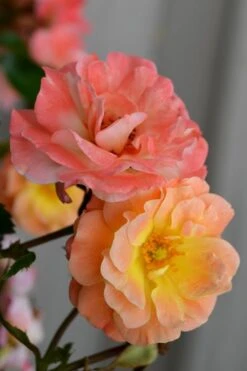 Peach Drift Groundcover Rose - 3 Gallon Pot -Wilson Bros Gardens rose drift peach 21 1