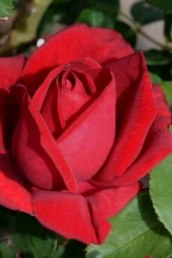 Easy Elegance Kashmir Rose - 3 Gallon Pot -Wilson Bros Gardens rose easy elegance kasmhir 1