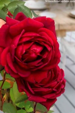 Easy Elegance Kashmir Rose - 7 Gallon Pot -Wilson Bros Gardens rose easy elegance kasmhir 2 1