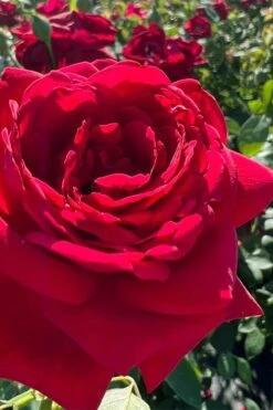 Easy Elegance Kashmir Rose - 3 Gallon Pot -Wilson Bros Gardens rose easy elegance kasmhir 3