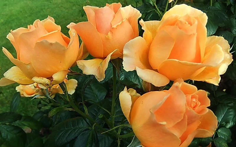 Easy Going Rose - 3 Gallon Pot 5 Easy Going Rose - 3 Gallon Pot - Image 5