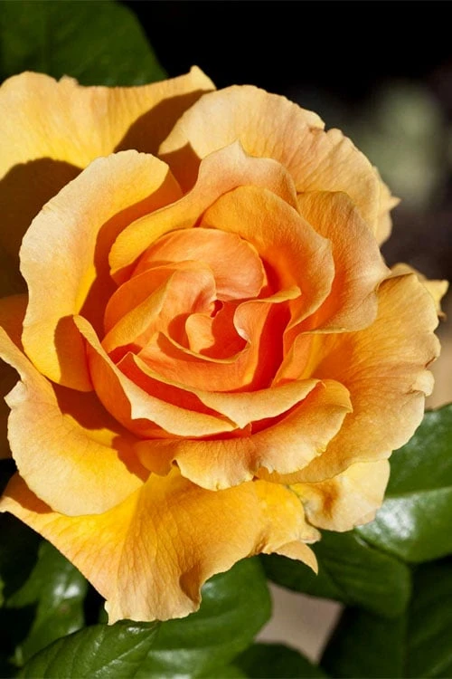 Easy Going Rose - 3 Gallon Pot 4 Easy Going Rose - 3 Gallon Pot - Image 4