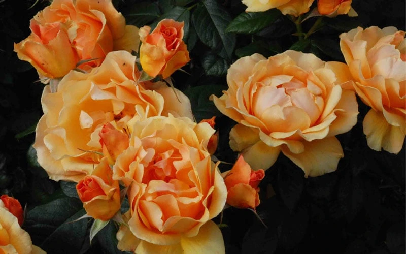 Easy Going Rose - 3 Gallon Pot 7 Easy Going Rose - 3 Gallon Pot - Image 7