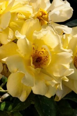 Lemon Drift Groundcover Rose - 2 Gallon Pot 9 Lemon Drift Groundcover Rose - 2 Gallon Pot -Wilson Bros Gardens rose lemon drift 1 1