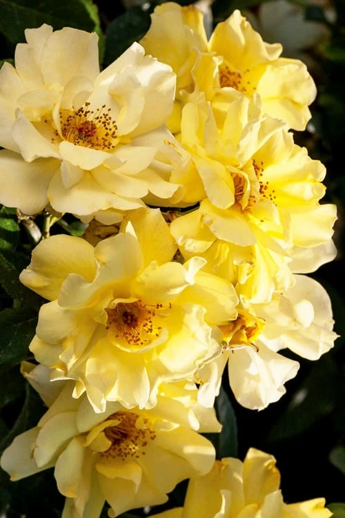 Lemon Drift Groundcover Rose - 2 Gallon Pot 1 Lemon Drift Groundcover Rose - 2 Gallon Pot