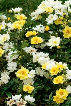 Lemon Drift Groundcover Rose - 3 Gallon Pot 10 Lemon Drift Groundcover Rose - 3 Gallon Pot -Wilson Bros Gardens rose lemon drift 5